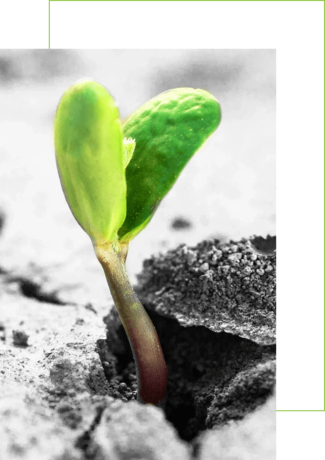 A tiny green plant growing up from earth
