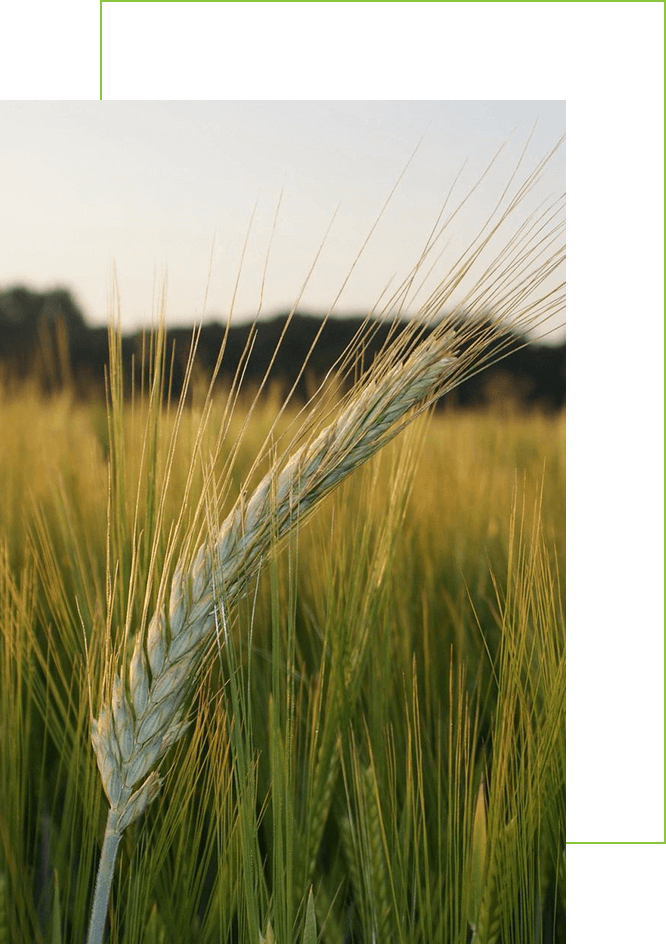 Barley grain field in a golden sunset